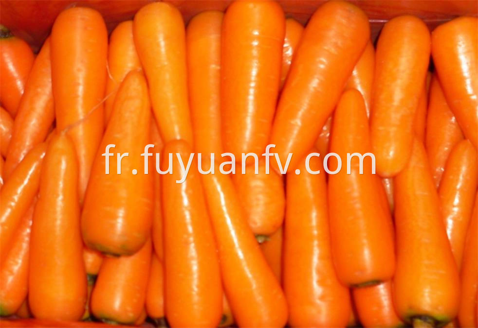 Fresh Carrot